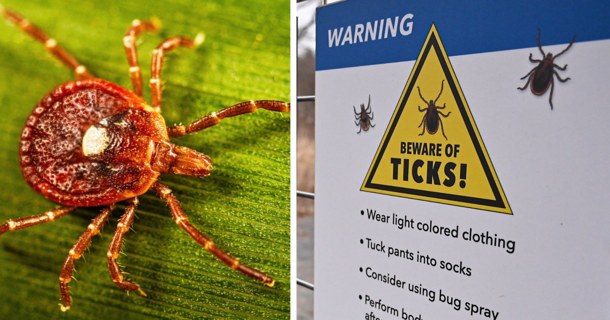 A photo of a tick