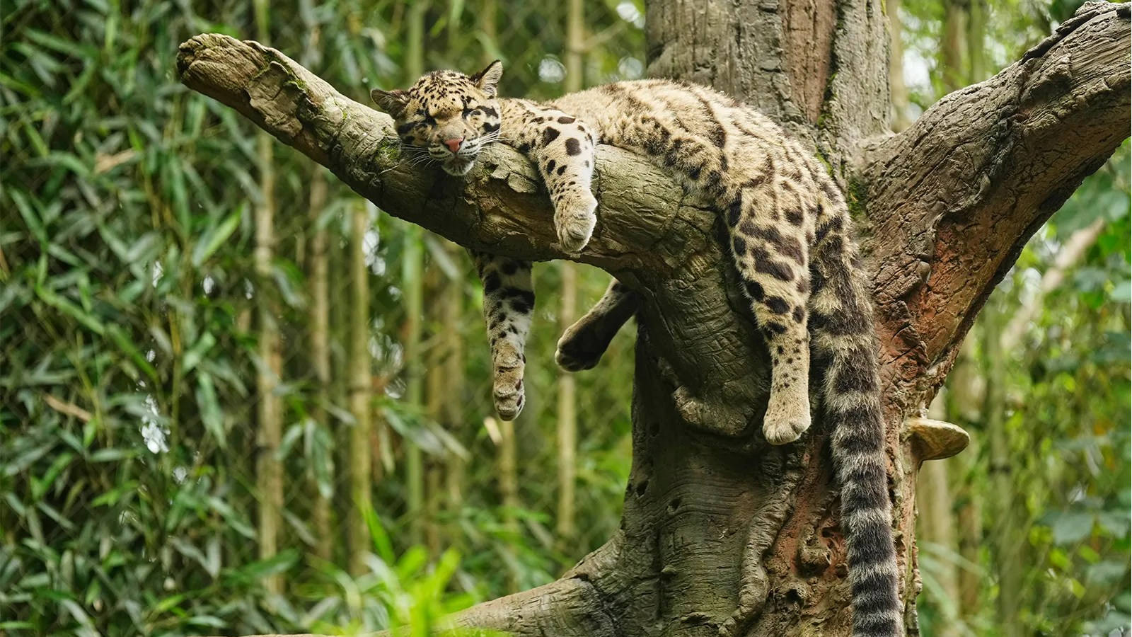 A clouded leopard lays on a tree branch as its tail hangs off.