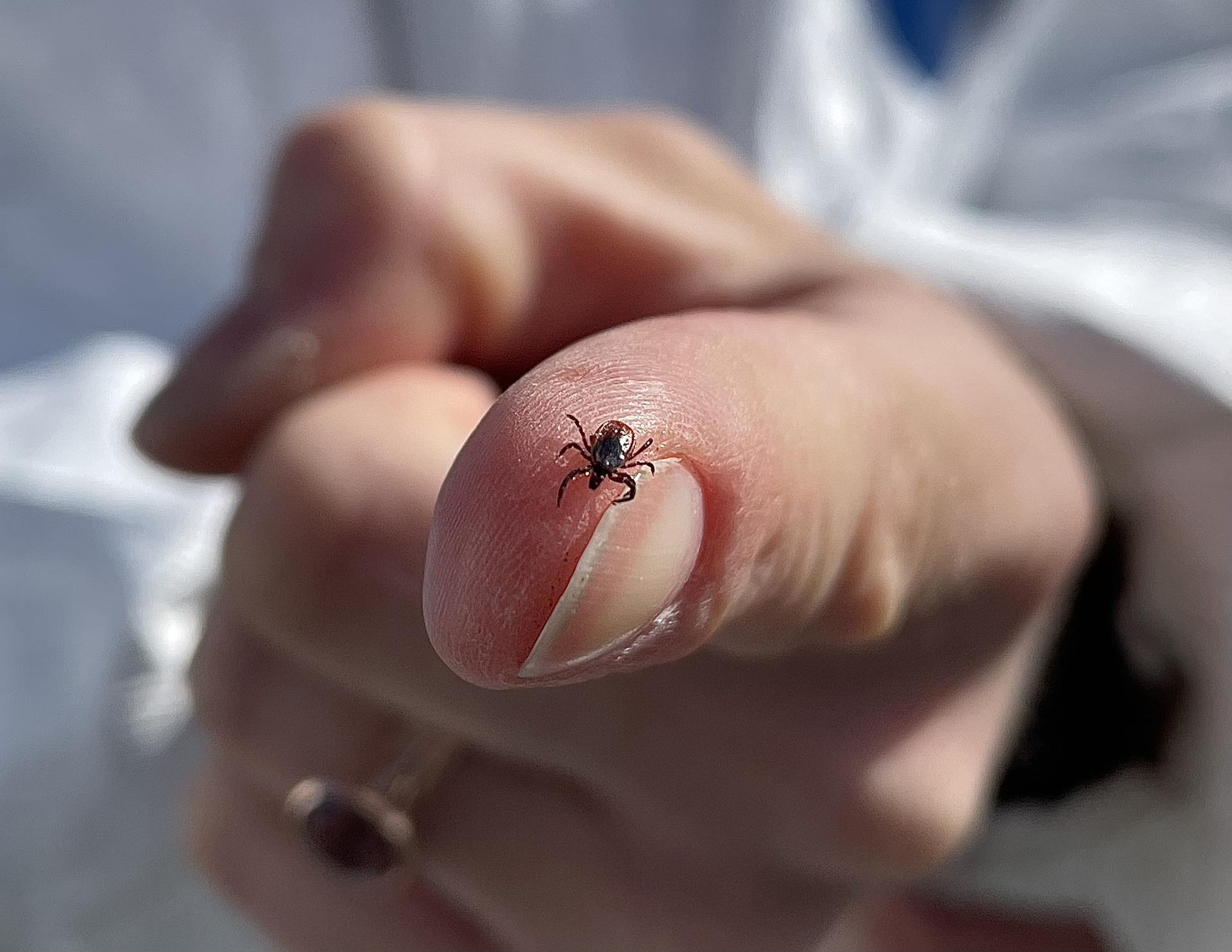 Blacklegged tick