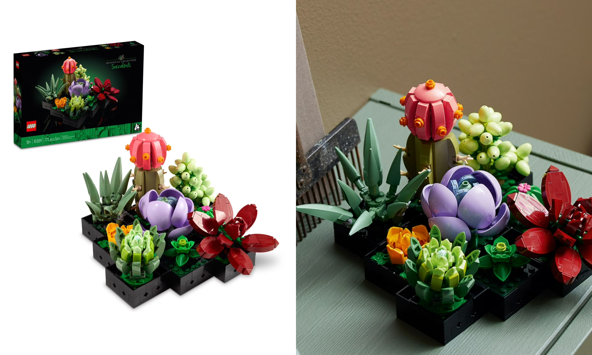 Icons Succulents
