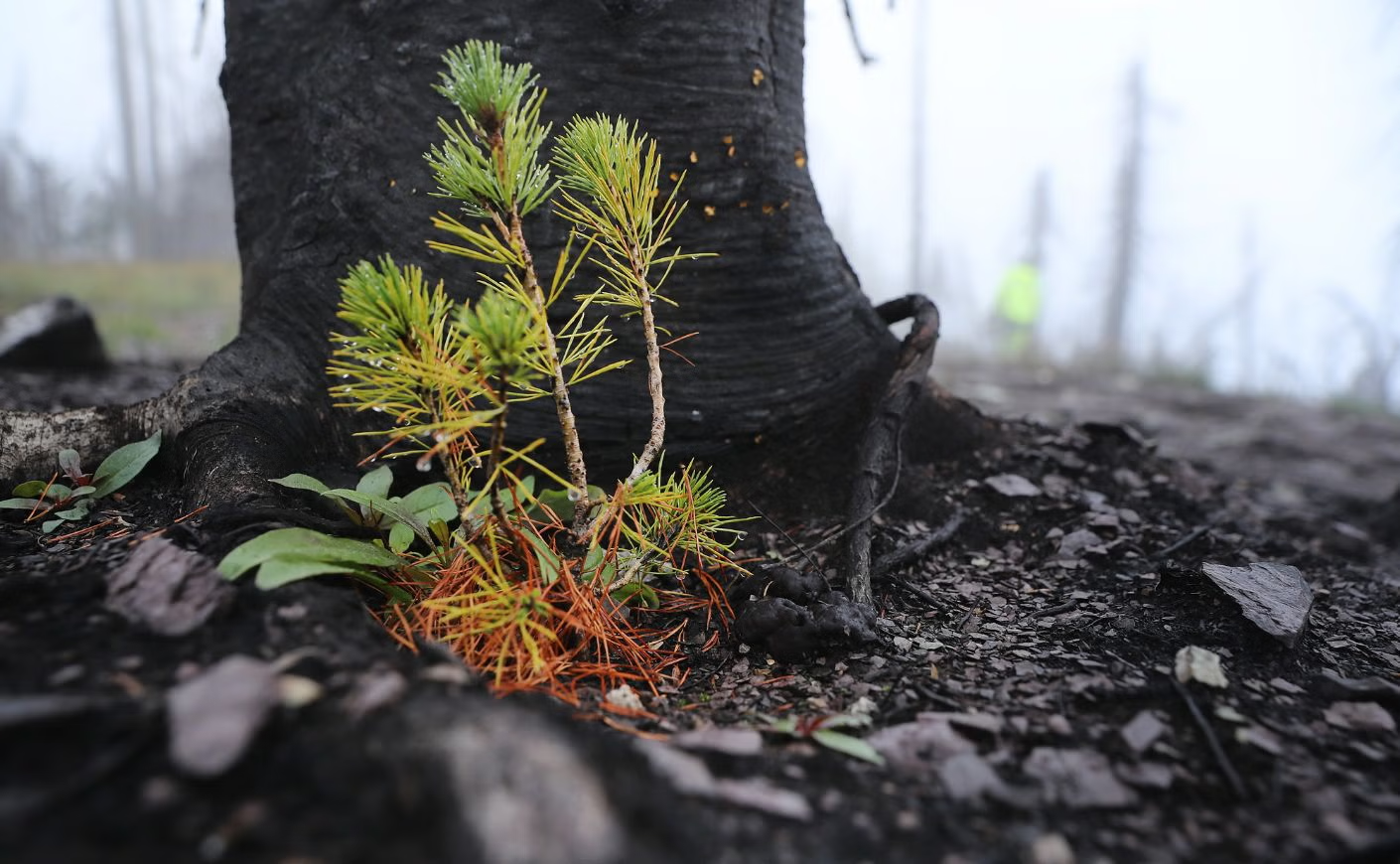 Plants and dead leaves at the foot of a tree 