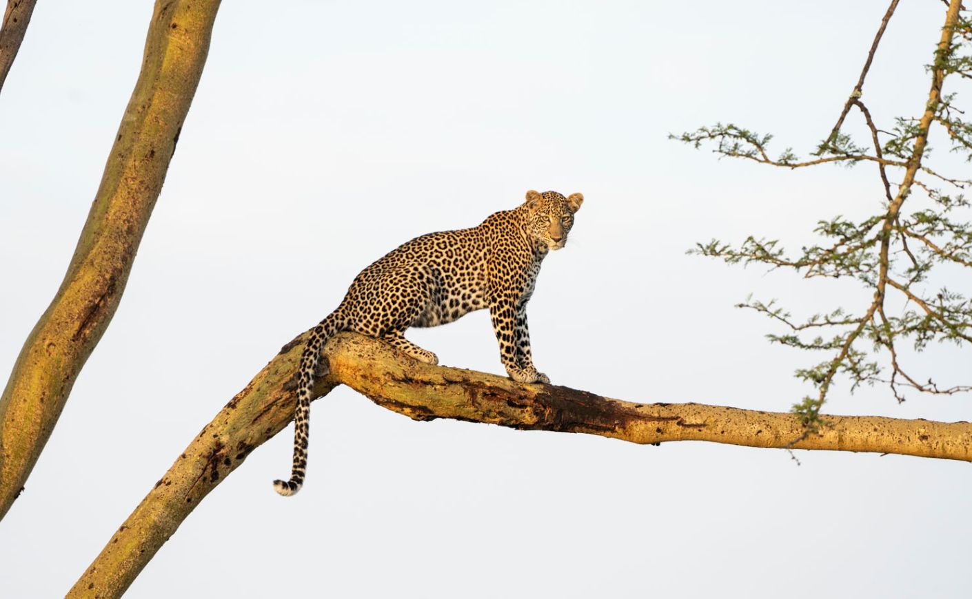 A cheetah sitting in a tree.
