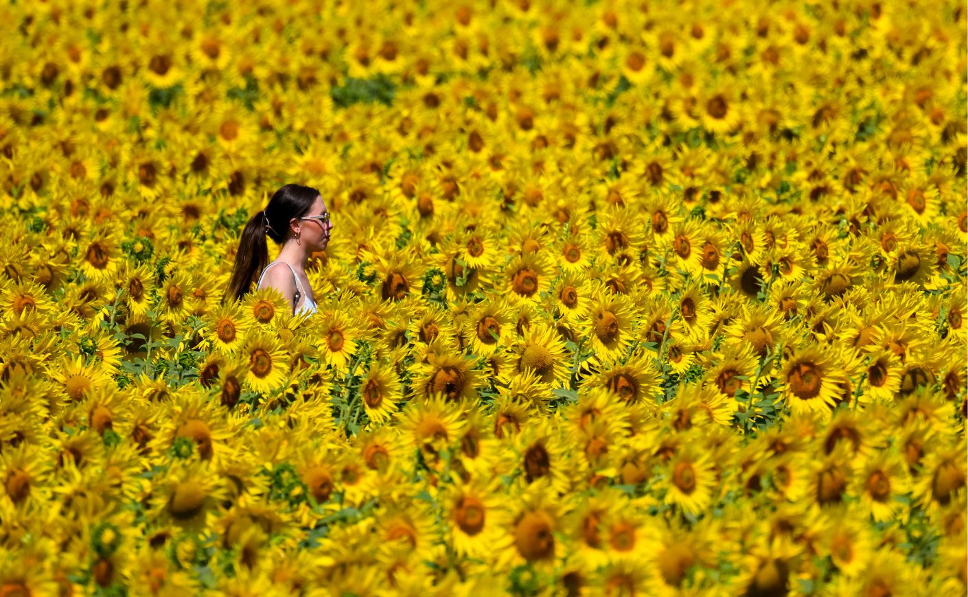 A woman walks through a field of sunflowers.
