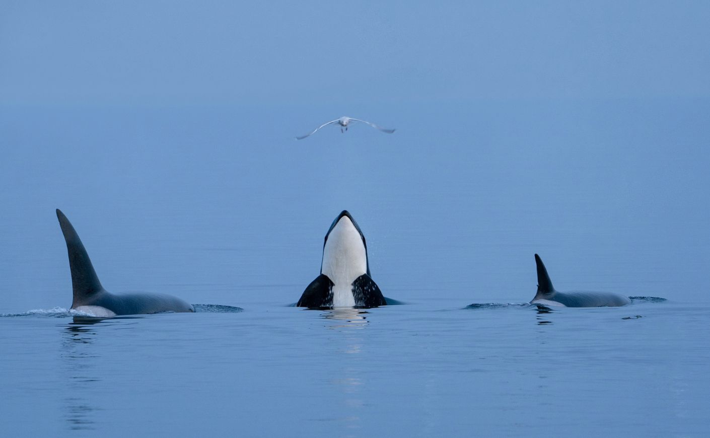 A group of orcas in the water.