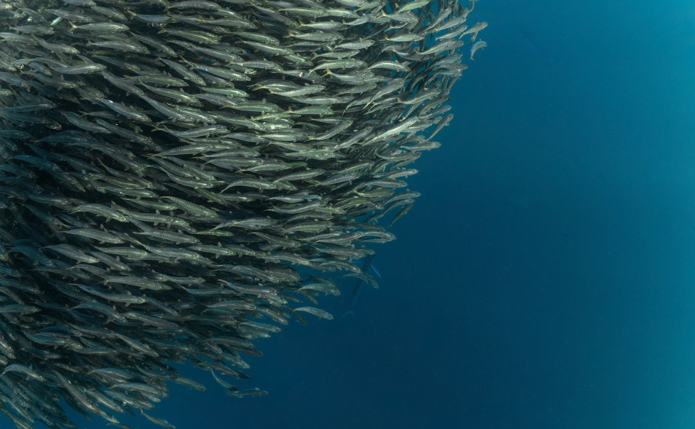 A school of mackerel move and dance as one to evade predators.