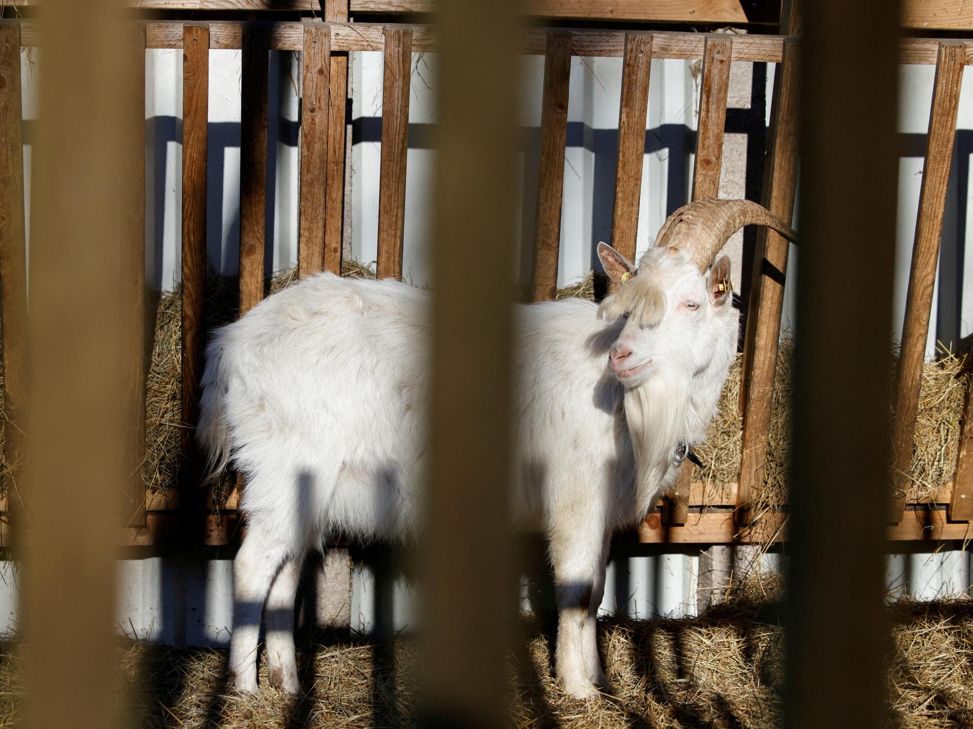 A goat is seen in a pen during an outbreak of foot-and-mouth disease, in Schoeneiche, Germany, on January 13, 2025.