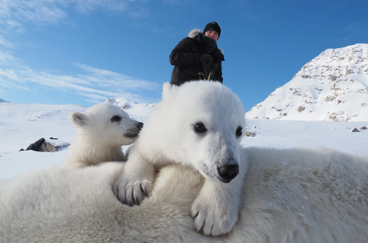 Two polar bear cubs lay on a parents back. Above them stands a researcher bundled in a black jacket.