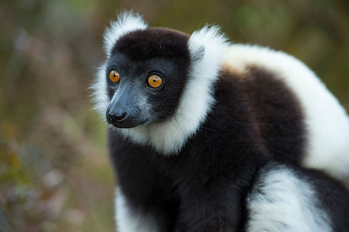 A black and white ruffled lemur in Madagascar, with black face, orange eyes, and a white tuft starting at ears and connecting around the chin.