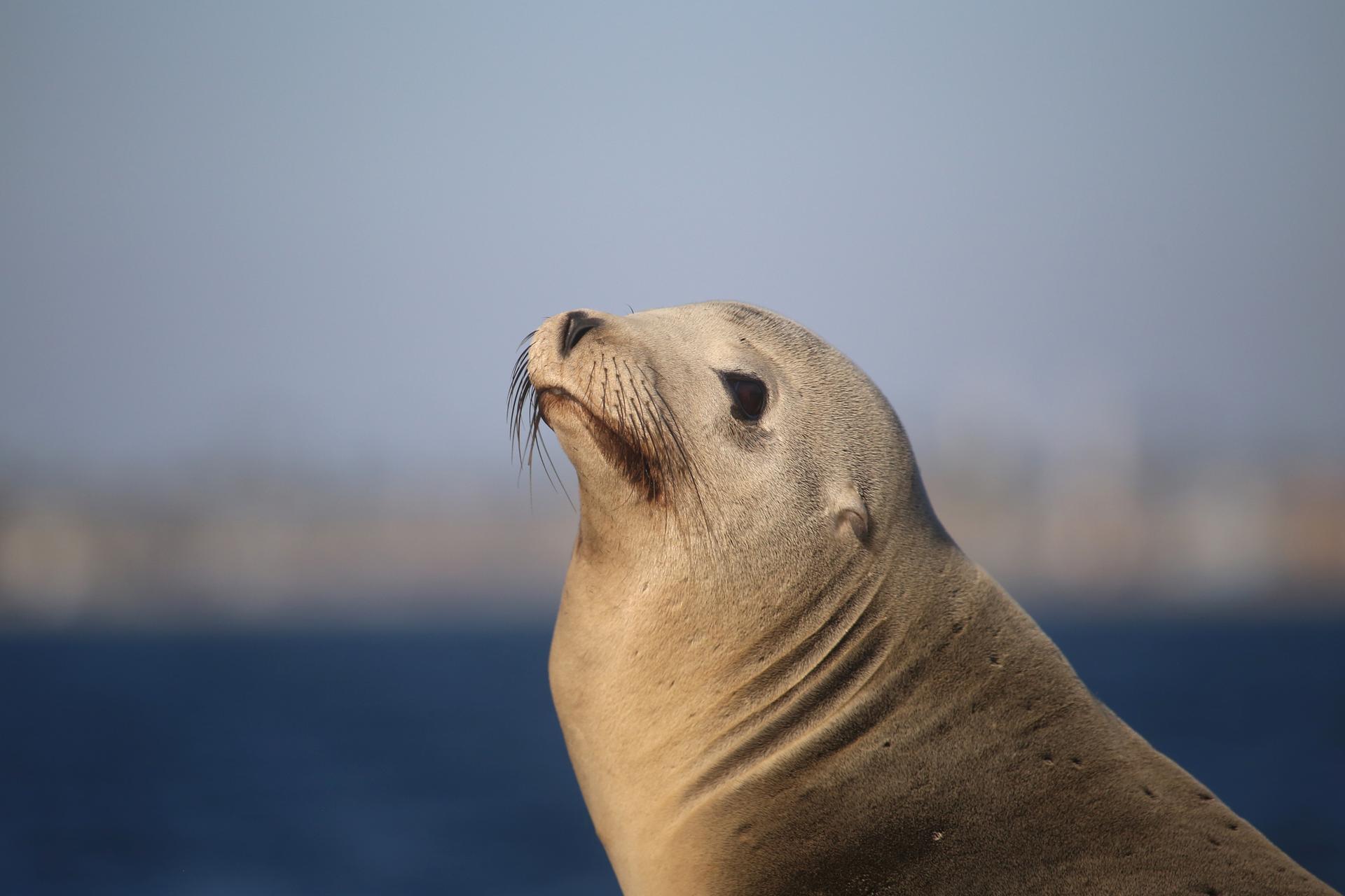 A close-up photo of a light brown Steller sea lion, with its face angled up toward the sun