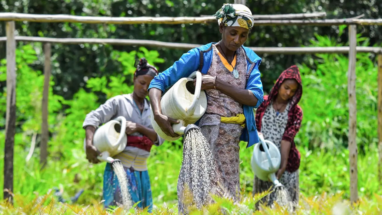 Three women use watering cans on seedlings at a nursery near Buee, Ethiopia. 
