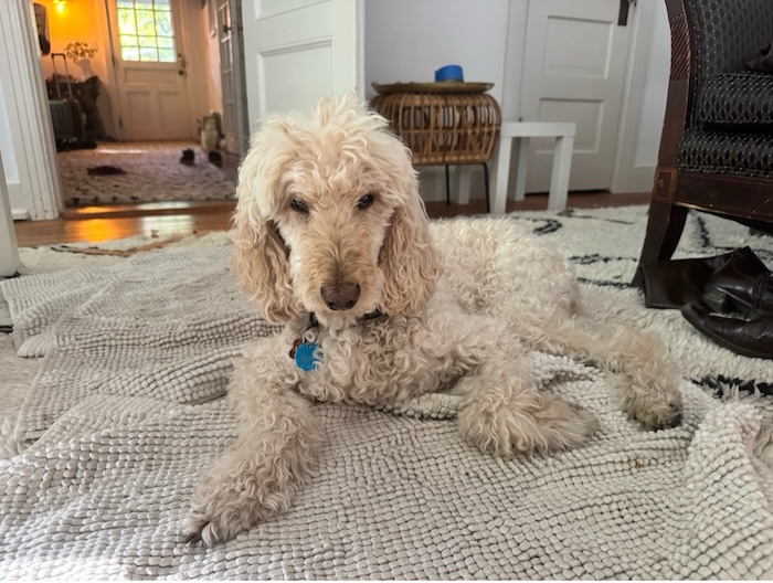Moxie the dog lies on a nubbly beige rug.