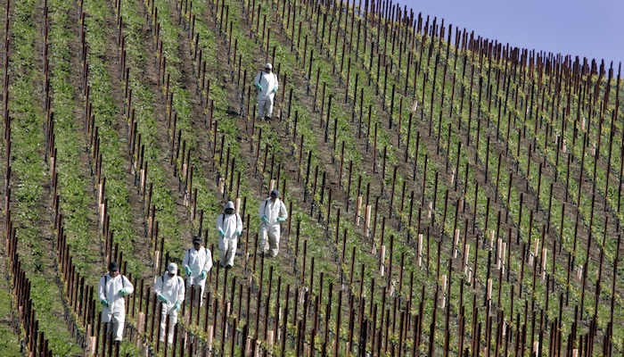 Workers in hazmat-style suits spray herbicide on the steep hill of a vineyard.