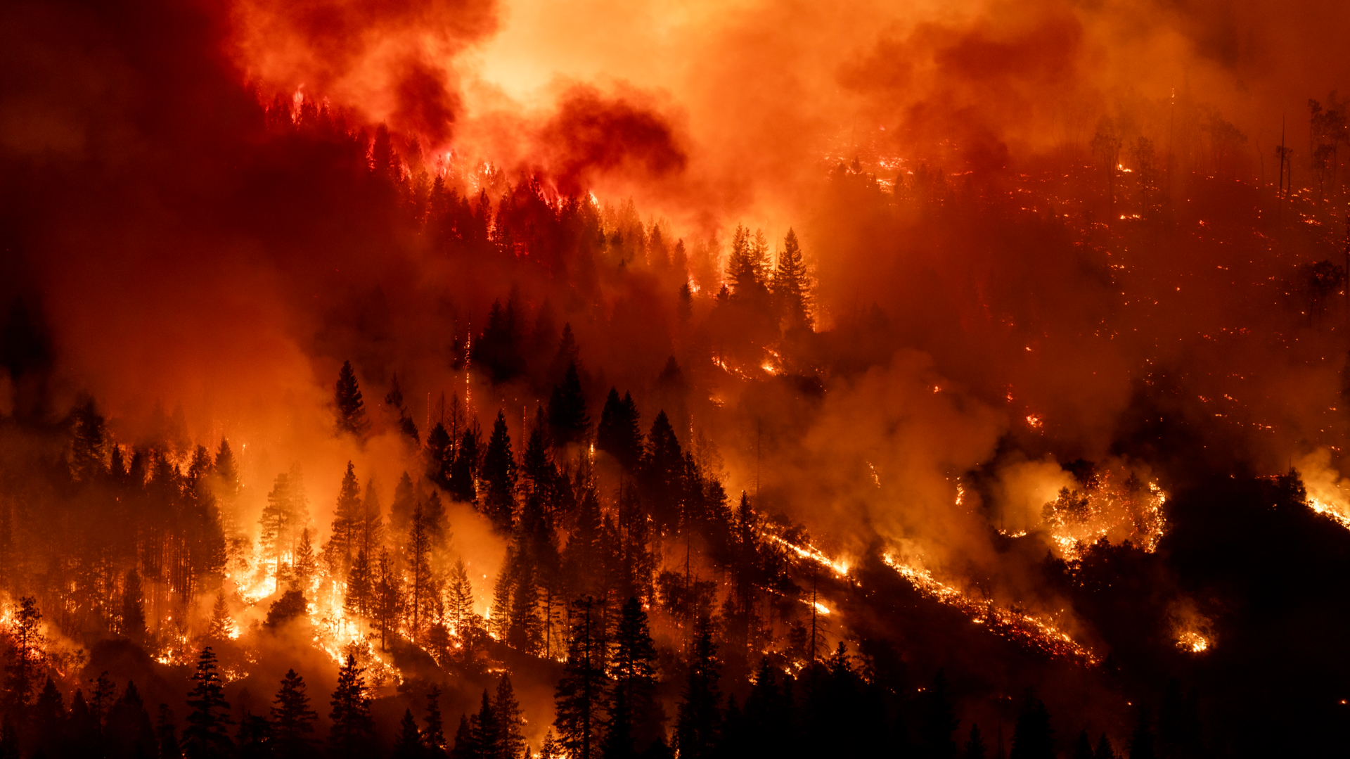 A forested mountainside is consumed by red and orange wildfire.