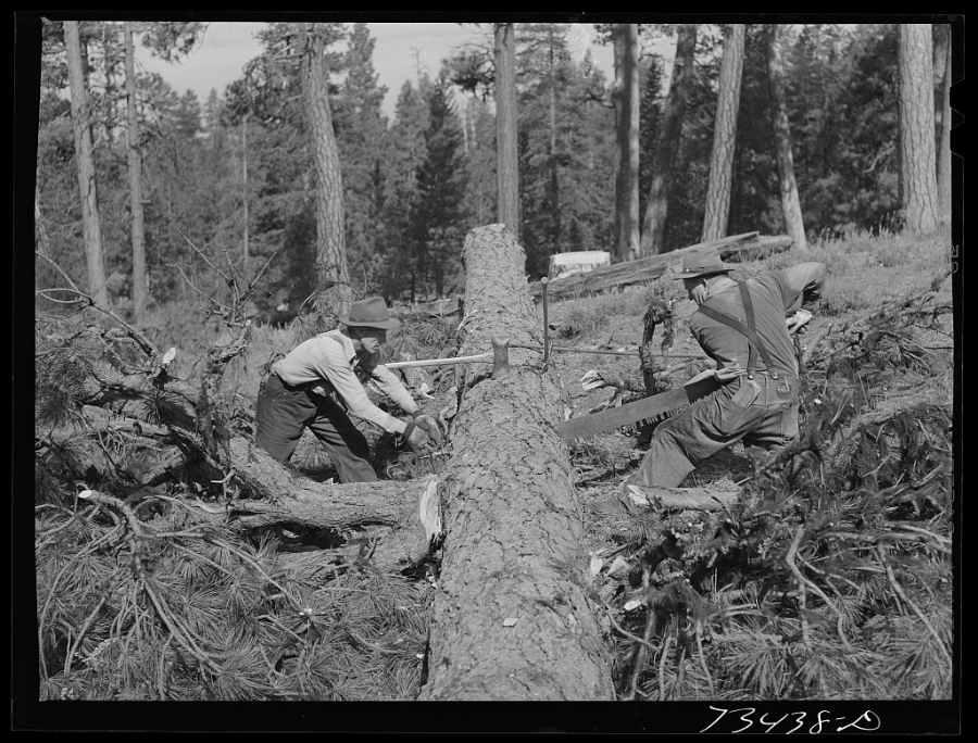 a vintage photo of people sawing a log.