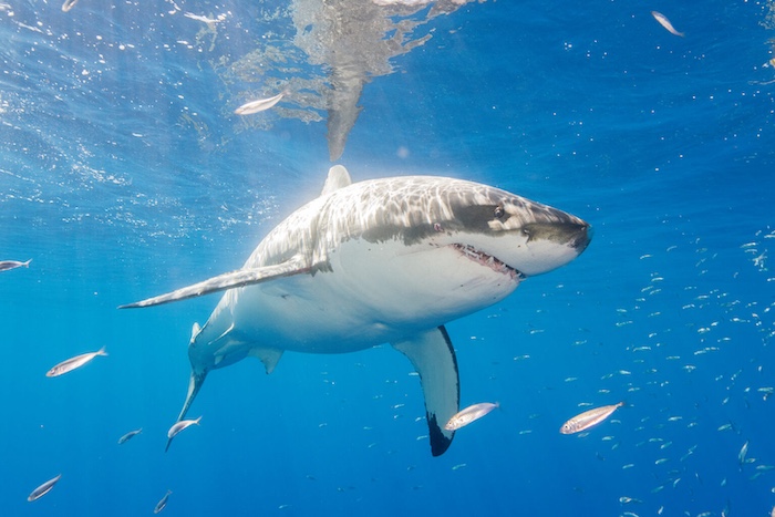 A great white shark swims in blue water surrounded by smaller fish.