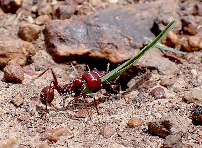  A giant red ant carries a blad of grass over a sandy, rocky landscape