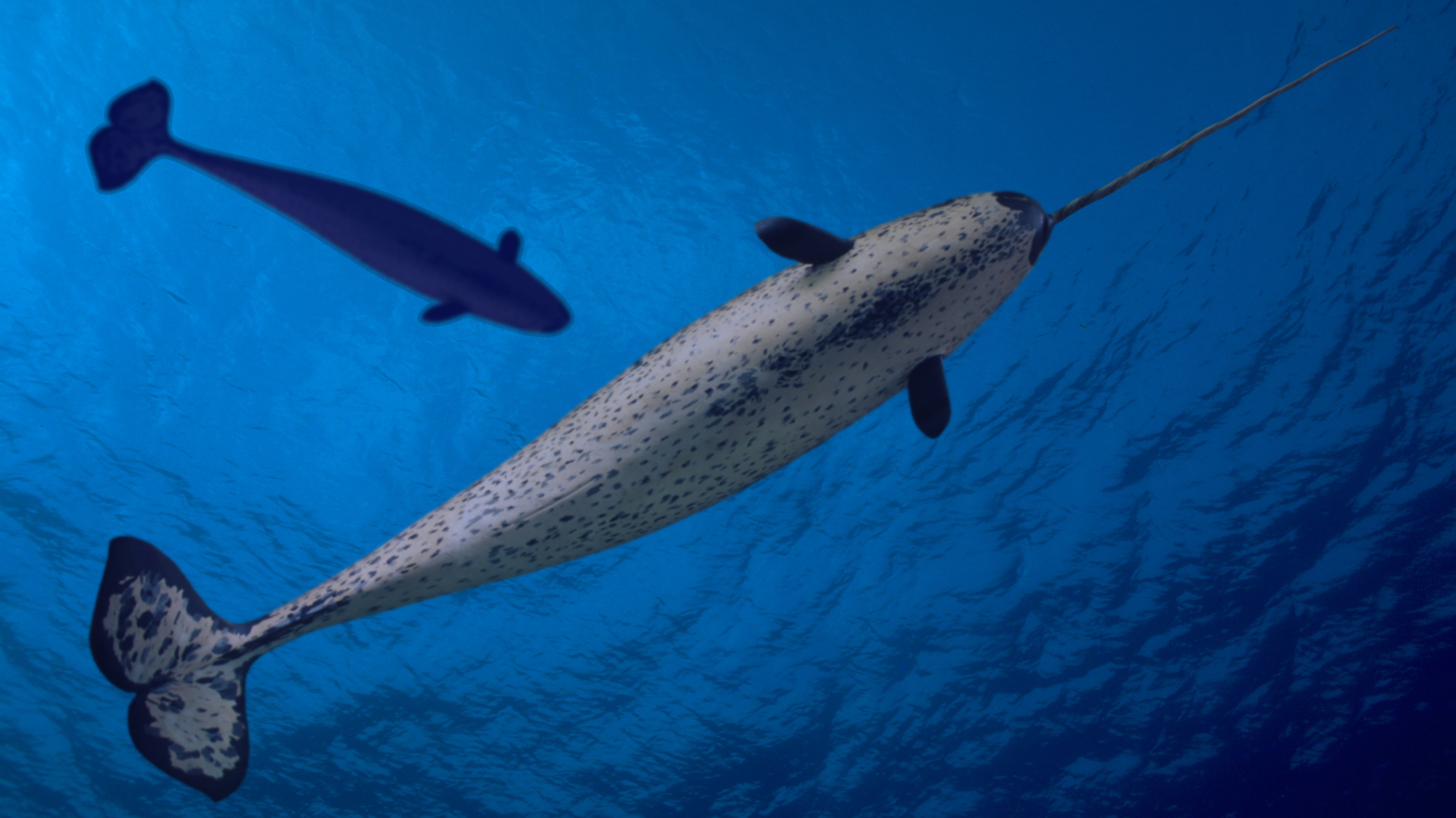Two narwhals swim underwater