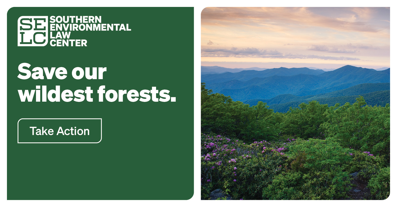 Save our wildest forests. Take Action.