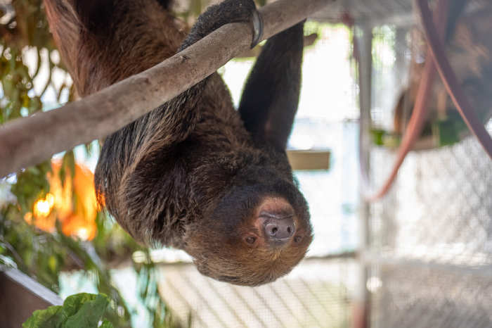 A sloth with brown fur hangs from a tree branch.