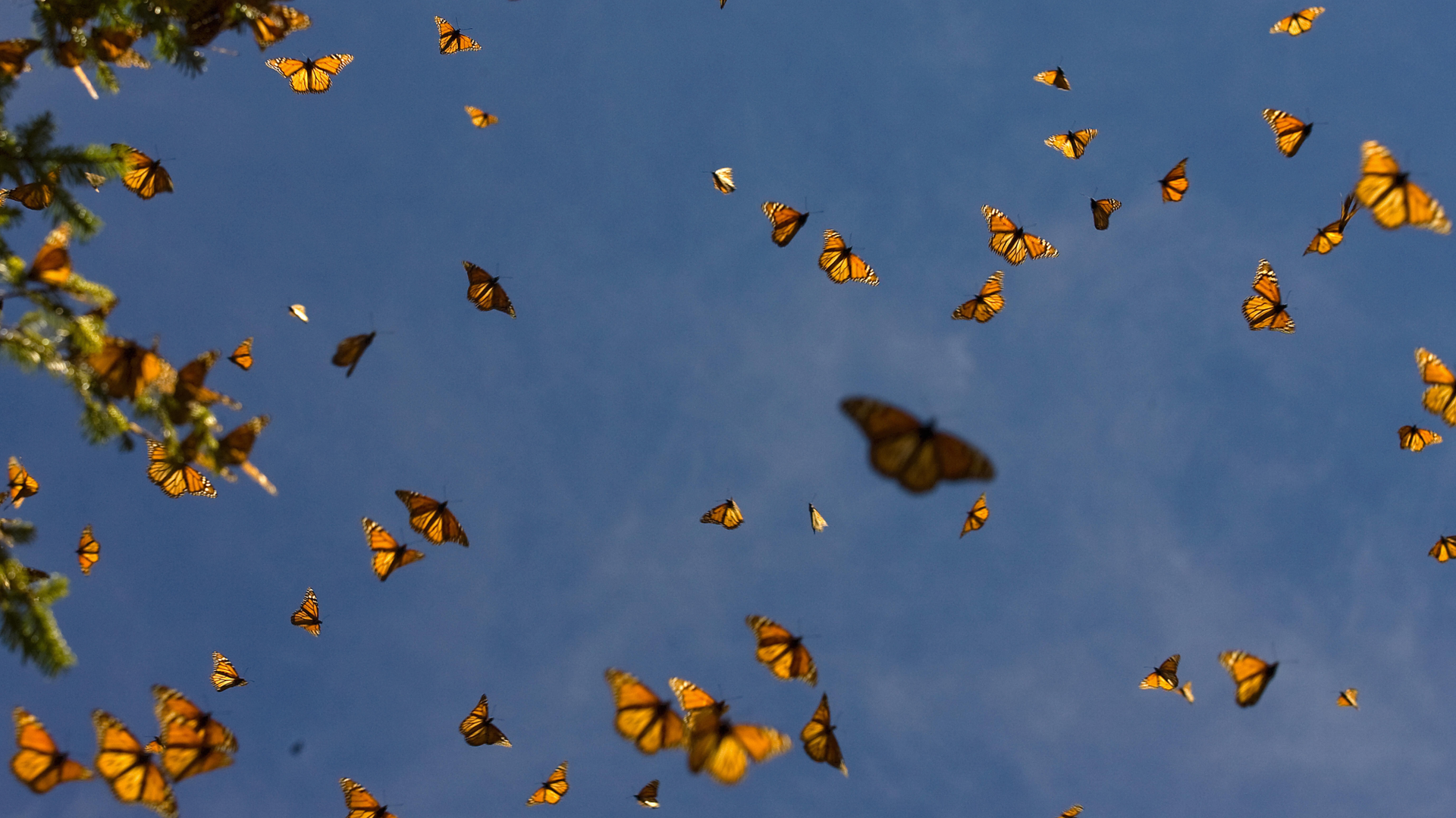 Monarch butterflies fly through a bright blue sky.