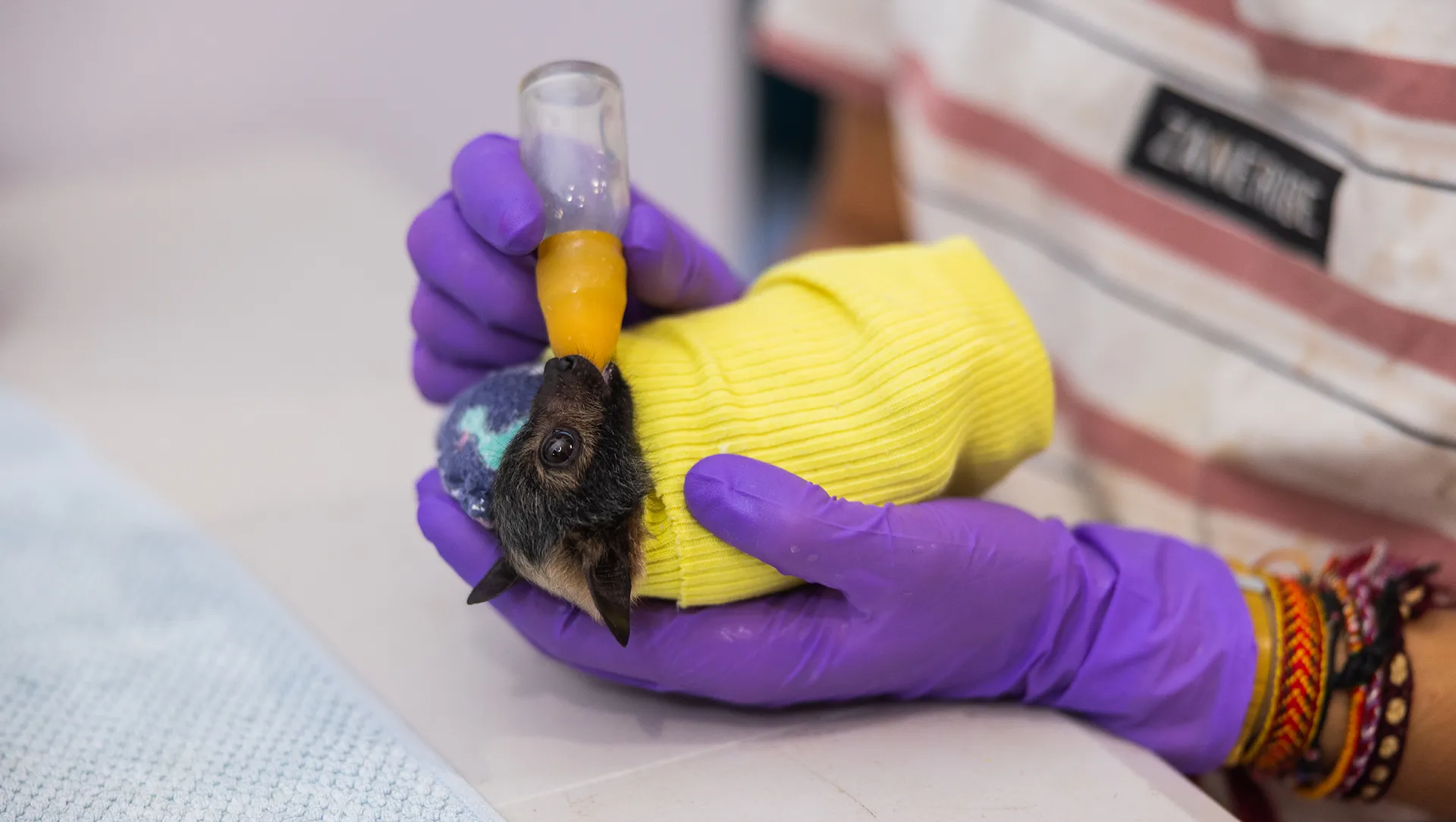 A bat wrapped in a yellow blanket is held by purple-gloved hands and fed with a tiny glass bottle.