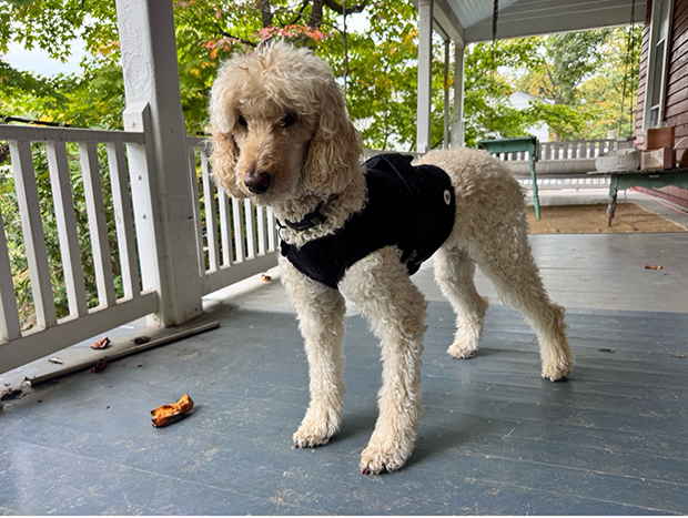 Moxie the dog stands on a patio with a couple of chairs and a swing chair