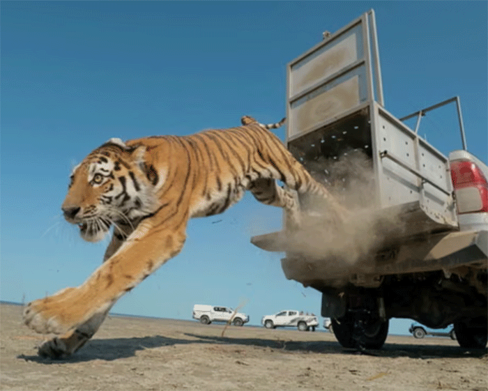A tiger explodes out of a metal cage in the back of a truck onto a flat dirt expanse against a blue sky