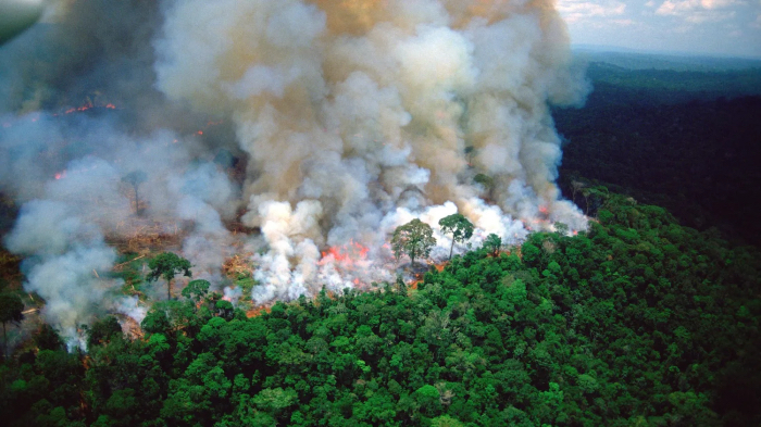 A photo of part of the Amazon rainforest on fire. White smoke is rising above trees with green leaves.