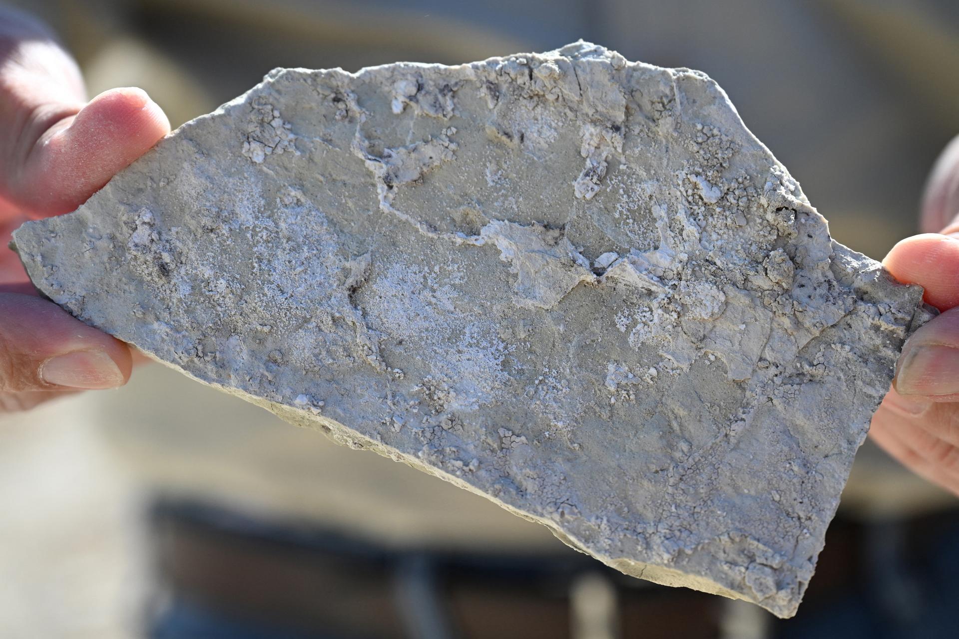 Two hands hold opposite ends of a piece of searlesite, a grayish rock that contains both lithium and boron, found near the Rhyolite Ridge project.