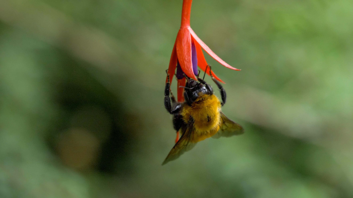 A bee with yellow hair hangs upside down while sipping nectar from a red-orange flower. 
