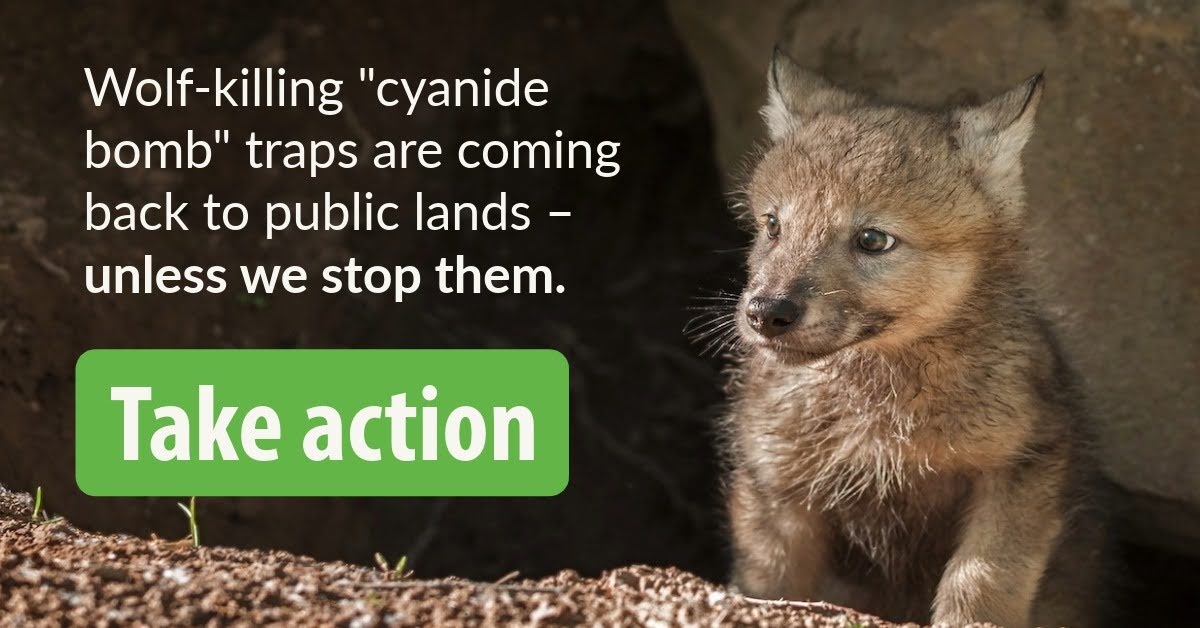 Environmental Action