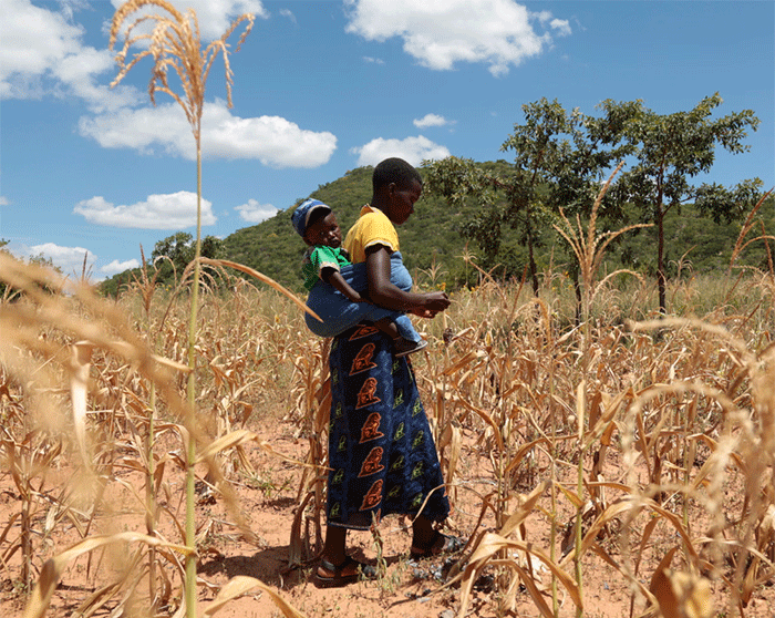 An African woman with a baby strapped to her back tends to a parched cornfield on a sunny day.