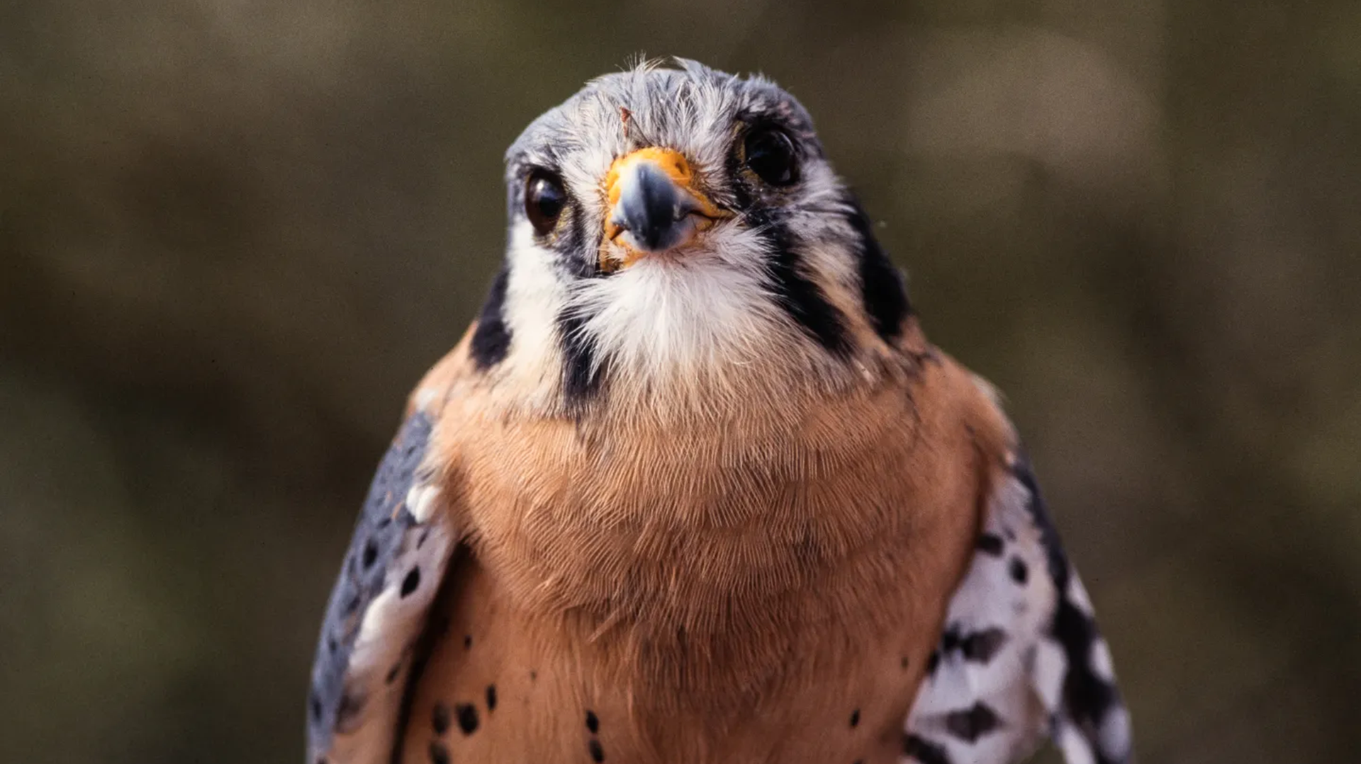 A bird with a black and white head, a brown breast, and a yellow and black beak stares right into the camera.