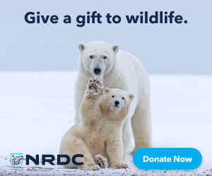 Give a gift to wildlife.