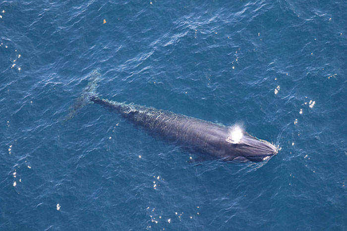 An overhead view of a thin, dolphin-colored whale surfacing for air in blue water