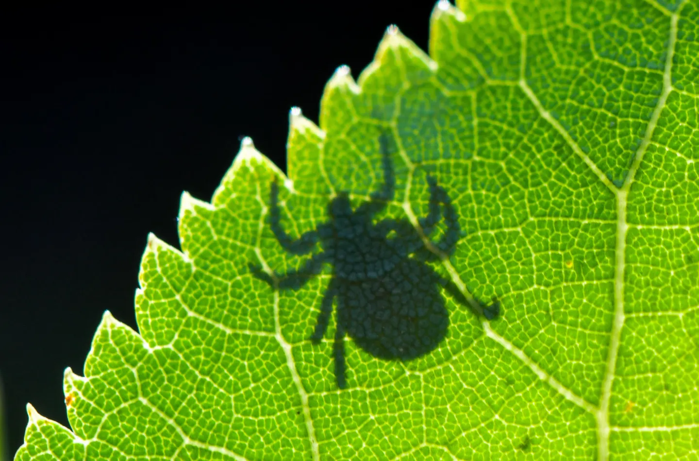 A tick, silhouetted on a leaf. 
