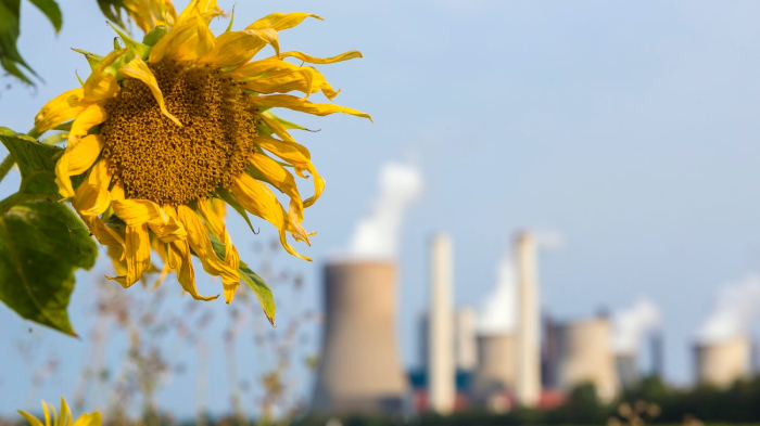 Sunflowers are shown growing near the Niederaussem coal power plant in Niederaussem, Germany.