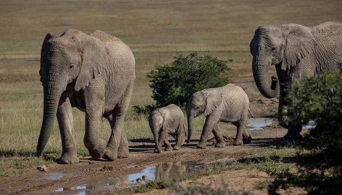 Two adult and two baby elephants walk on an open plain with a few small trees. The two babies stand between the two adults.