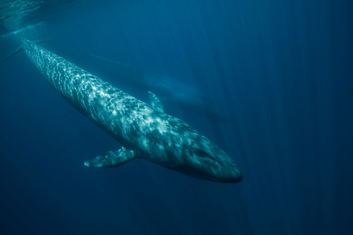 A photo of a blue whale