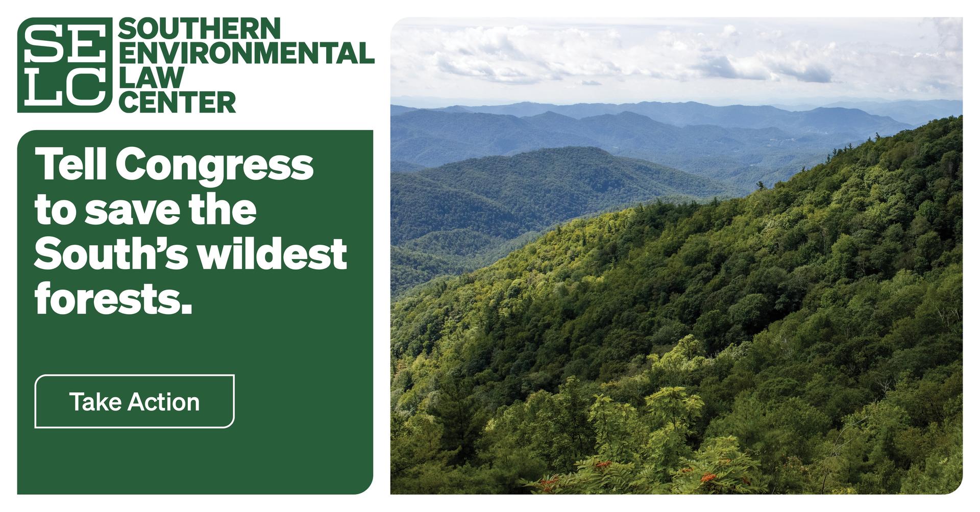 Tell Congress to fight for our wildest forests 