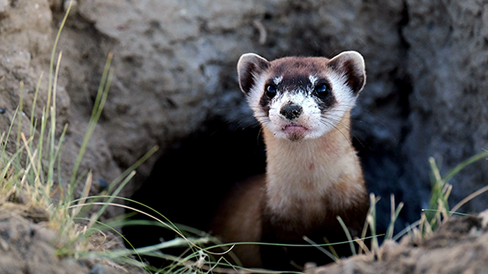 A brown and white ferret peeks out of a hole in the dirt.