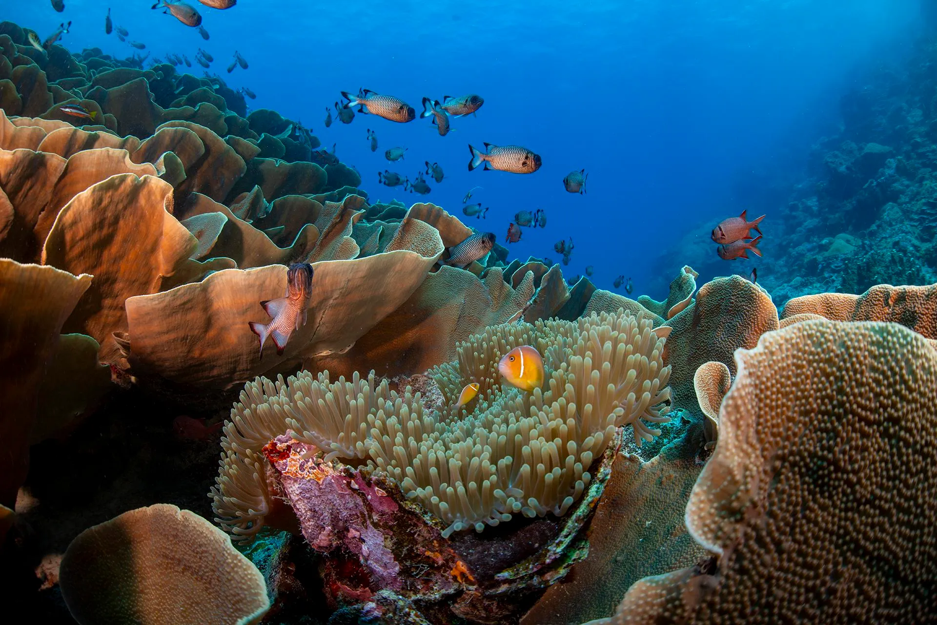 Colorful fish swim among plentiful and varied coral in blue water.