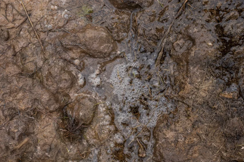 Water bubbles up from muddy ground. 