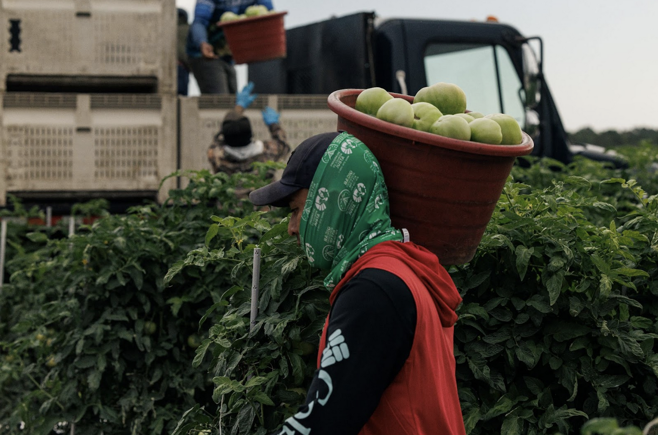 A man wearing a green neck gaiter and hat holds a large bucket of green tomatoes on his right shoulder in front of tall tomato plants. Behind him, another worker tosses a bucket up to a person standing in a truck bed.