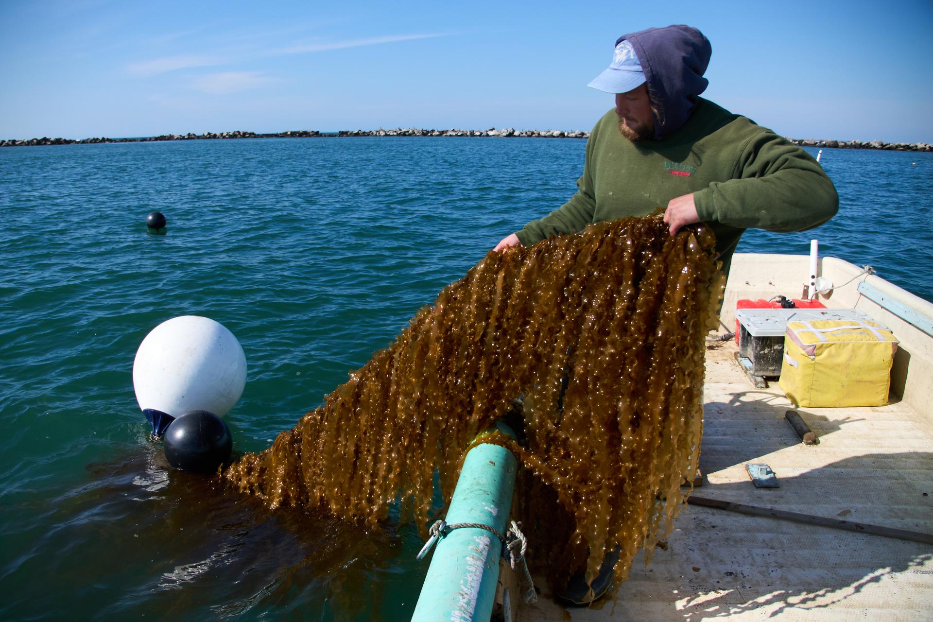 Oliver Dixon harvests kelp lines in Point Judith, R.I., March 20.