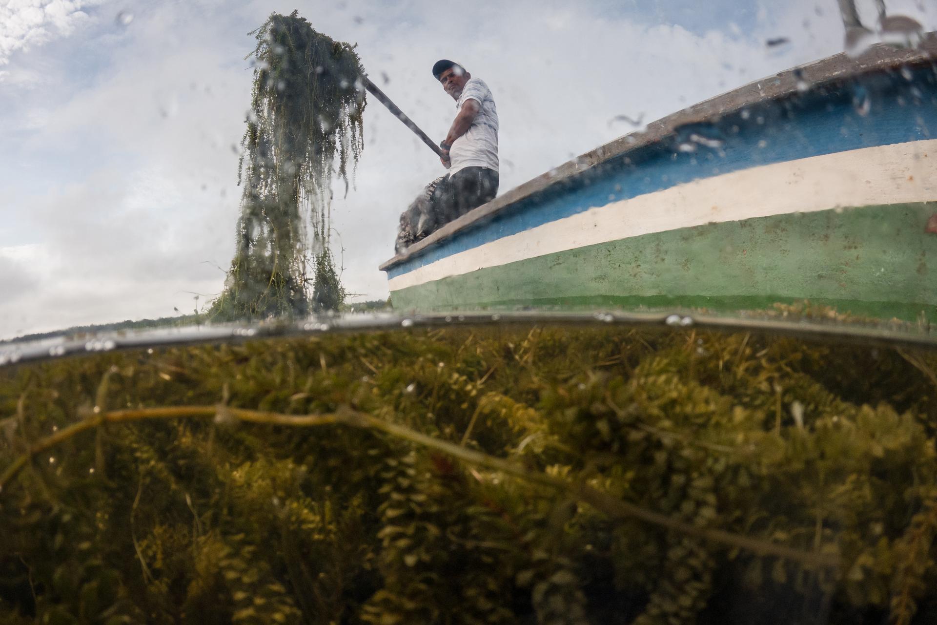 A fisherman tries to remove some of an invasive plant in Buenavista, Colombia, in April. (AP Photo/Ivan Valencia)