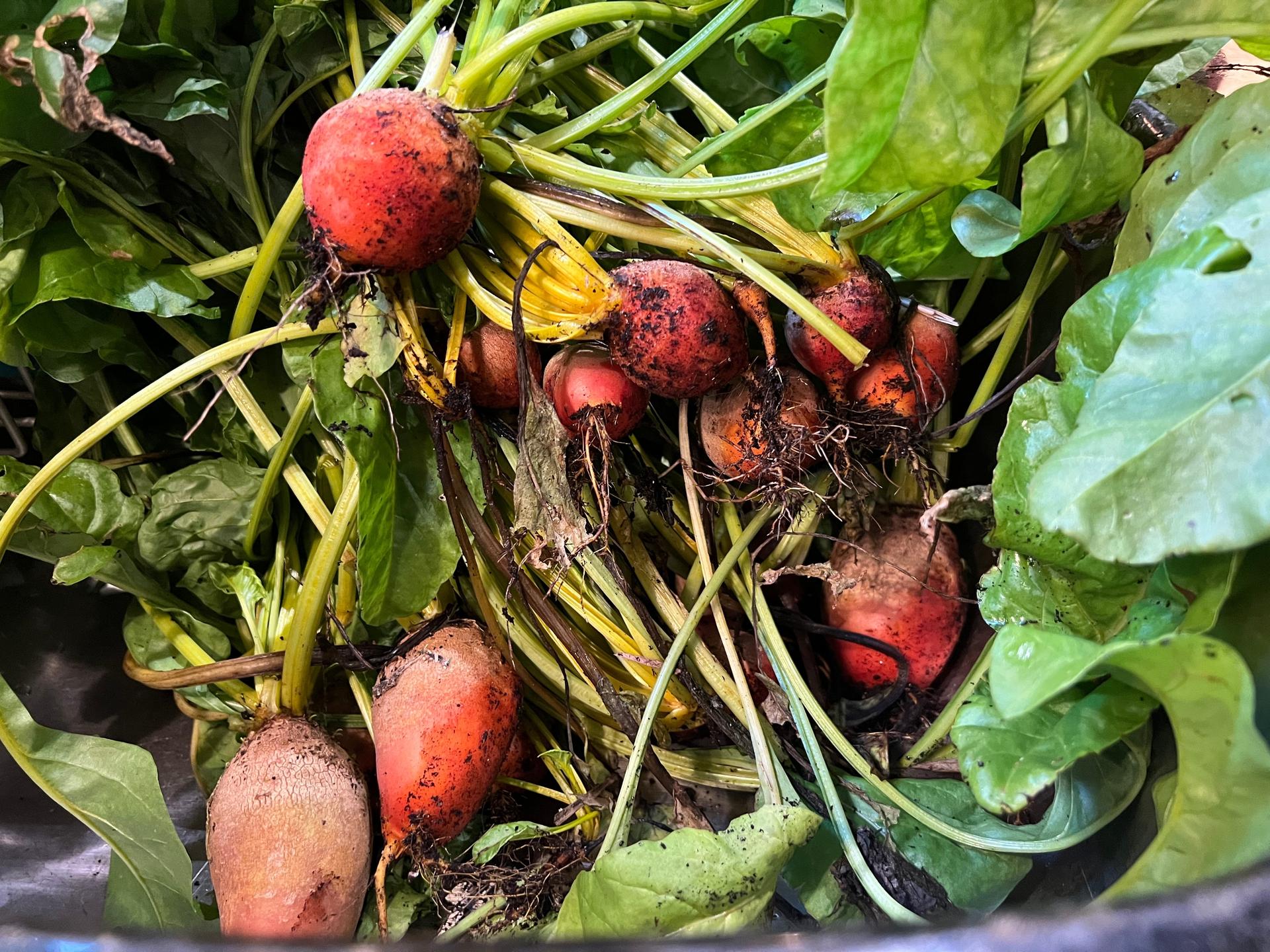 Newly harvested beets on Long Island, N.Y., in 2023.