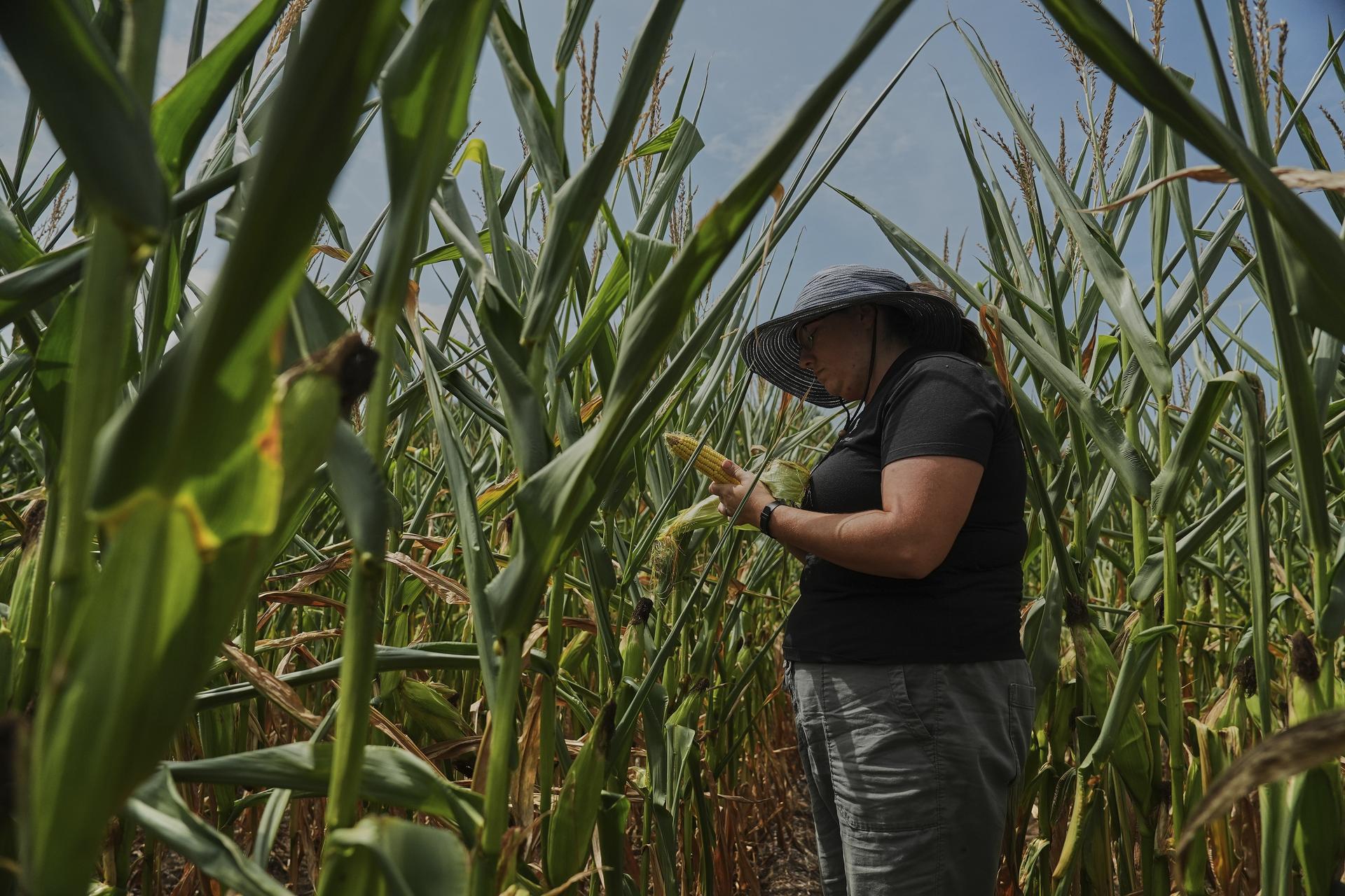 Nicolle Ritchie, an extension agent with Michigan State University, inspects an ear of corn for pollination issues on Aug. 18. (AP Photo/Joshua A. Bickel)