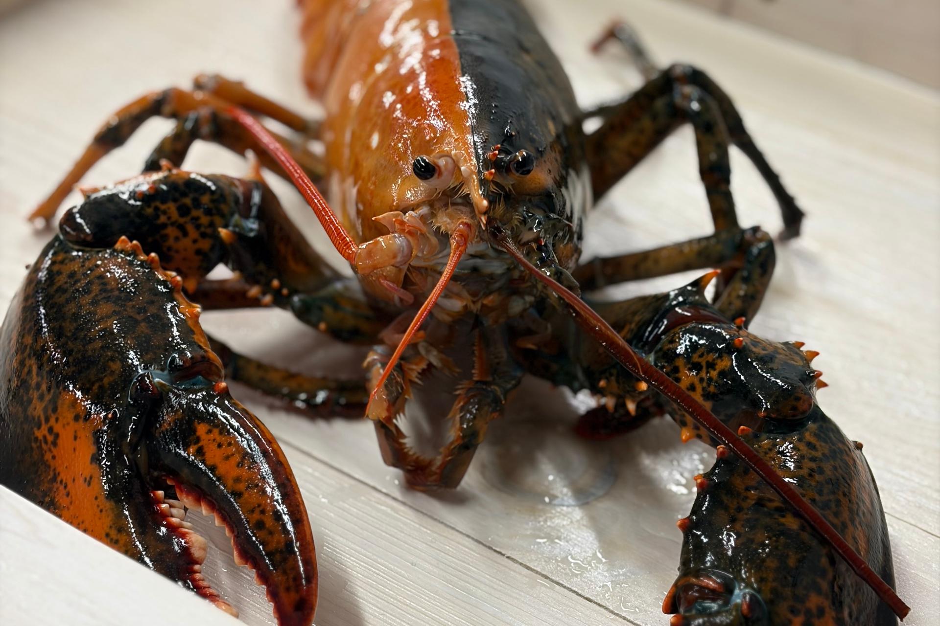 A rare split-color lobster is seen at the Wellfleet Shellfish Company, in Eastham, Mass., April 17. 