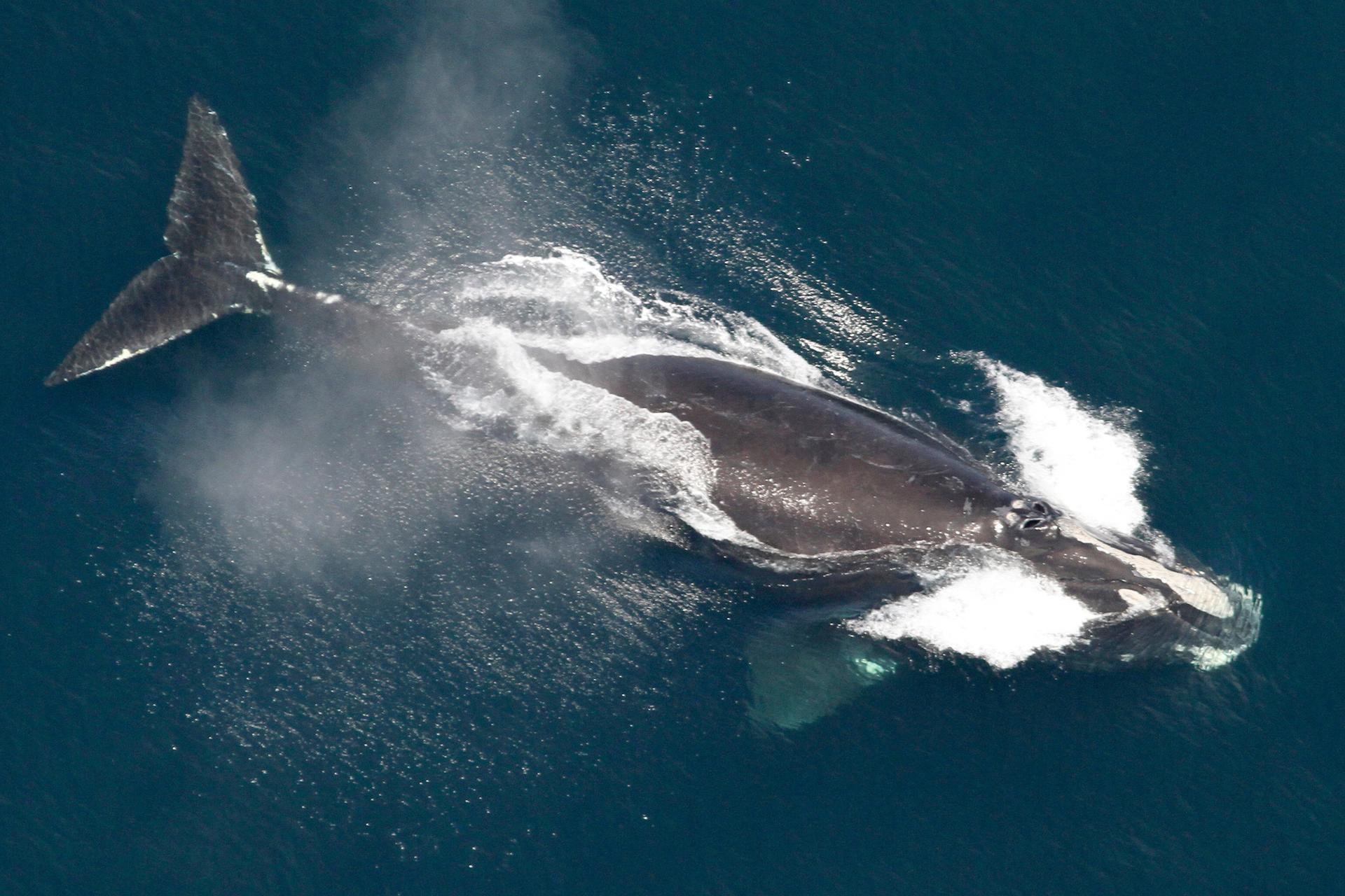 This image provided by NOAA shows a North Atlantic right whale in the waters off New England in May 2024. (NOAA via AP) 